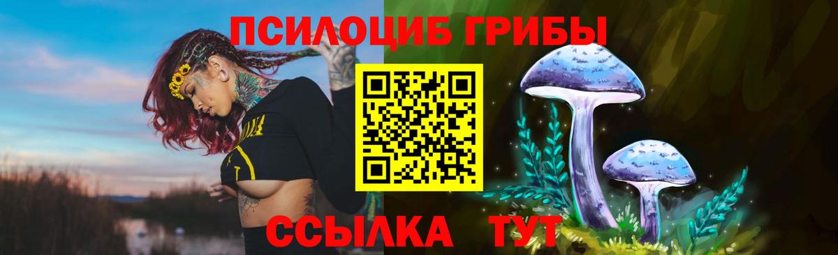 Псилоцибиновые грибы Psilocybe Зима